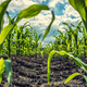 Takšne ideje se kalijo v inkubatorju EIT Food Seedbed