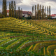 Želite prestrukturirati vinograde? Denar bo tudi za to