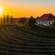 Puklavec Family Wines: Gradijo na segmentu premium, saj povpraševanje raste
