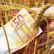 Znana je časovnica izplačil za kmete v letu 2025