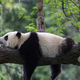 Kaj je kriva panda, če vam gre levičarstvo "Nike Kovač" na živce