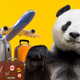 Zaostreni diplomatski odnosi tudi v živalskem vrtu: Zakaj Američani vračajo pande na Kitajsko?