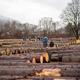 Za licitacijo vrednejšega lesa na Koroškem zbrali nekaj manj hlodov kot lani
