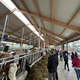 Izlet Govedorejskega društva Škocjan