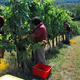 Bliža se martinovo - žlahtna kapljica skozi zgodovino