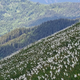 Upokojenci DU Dolenjske Toplice uživali med narcisami