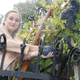 FOTO: Potrgali potomko Stare trte in zaslužnim podelili protokolarno vino