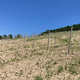 FOTO: Znanemu štajerskemu vinarju ukradli 4000 trt, prosi za pomoč