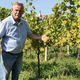 DNEVNA: Od gostinca, ki se je v vinogradu učil na lastnih napakah, do vinskega viteza