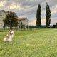 Končno! Maribor po letih čakanja dobiva pasji park, začetek del še letos