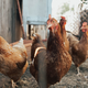Doma boste smeli imeti neregistrirane kokoši, toda koliko?
