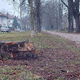 FOTO: Posekana drevesa na Tomšičevi: Zakaj so odstranili drevesa in kaj sledi?