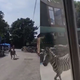 VIDEO: Saj ni res, pa je! Zebra pobegnila iz živalskega vrta in poškodovala tri osebe
