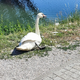 Dobre novice! Labod Oli bo na Lentu dobil svoj kotiček miru