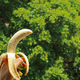 Žal vam bo, da ste kdaj zavrgli bananine olupke. Tako jih lahko uporabite doma