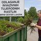 Kam z invazivnimi rastlinami? V Mariboru jih lahko odložite v zbirnem centru