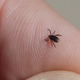 Skrita nevarnost v naravi: Klopi prenašajo bolezni, ki lahko vodijo v invalidnost ali smrt