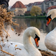 Labodi šele začeli gnezditi, že so jim na Lentu uničili gnezdo
