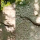 Previdno na sprehodu: Mimoidoči posneli modrasa, ljudje v strahu