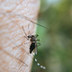 Urad za kemikalije: Vse več komarjev še ne upravičuje uporabe insekticidov na prostem