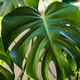 Monstera – rastlina za vsak dom in za vse generacije