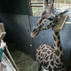Svetovni dan Zemlje z ogroženimi živalskimi vrstami v ZOO Ljubljana