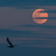 Kaj nam prinaša današnja močna super POLNA LUNA?