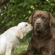 Zakaj imajo čokoladni labradorci krajšo življenjsko dobo kot pa zlati ali črni?