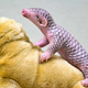 Prvič v zgodovini se je v Evropi v ujetništvu skotil kitajski pangolin: v zadnjih letih so jih pobili več kot milijon! (VIDEO)