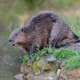S pomočjo tega posnetka boste za vedno ločili nutrijo od bobra