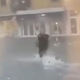 Čudovita zgodba raznežila Slovence – Koprčan rešil starejšo gospo: "Če ne bi bilo vas, bi bila že med cipresami" (VIDEO)