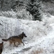 Plitviška jezera, kot jih ne poznate: skrita kamera razkrila neverjeten prizor