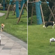 Poglejte, kaj se zgodi, ko se resnični psi srečajo z robotskim psom (VIDEO)