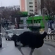 Noj pobegnil iz živalskega vrta, iskali so ga celo z droni (poglejte ta kaos na prometni cesti)