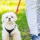 Slovenski veterinarji opozarjajo na nevarnost, ki te dni preži na pse