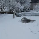 Slovenec posnel reakcijo svojega konja, ko je zapadel sneg