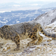 Slovenski raziskovalci razkrili nenavadno skrivnost snežnih leopardov