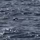 Prizor, ki je vsem vzel sapo: v Jadranskem morju opazili eno najredkejših bitij na svetu! (VIDEO)