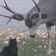 Na trati pred hišo sta se srečala mačka in - jelen! Kamera posnela dvoboj, kar je sledilo, je osupnilo vse (VIDEO)