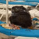 Družina si je na plažo prinesla tudi kosilo: ko so se vrnili iz vode, doživeli pravo nočno moro (VIDEO)