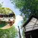 Je to najbolj iskana (skrita) nočitev v Sloveniji? Turisti za spanje na drevesih plačujejo na stotine evrov — poletni termini so že razprodani! (FOTO)