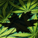 Kanada sprožila postopek za legalizacijo konoplje v rekreativne namene