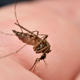 Tiha grožnja iz Italije: virus, ki ga širijo komarji, že zahteval življenja