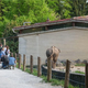 V ZOO Ljubljana se veselijo dveh novih prebivalk: poglejte, kako sta prikupni (FOTO)