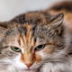 5 mitov o mačkah, ki jim še vedno verjamemo