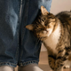 Se tudi vaša mačka takole vede, ko pridejo gostje? Pozor, za tem se skriva nekaj drugega, pravi veterinar (in ni tisto, kar morda mislite)
