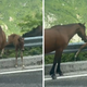 Video: Žrebiček se je zataknil na ograji in se boril za življenje, zdaj vsi govorijo o tem, kaj je storil ta moški