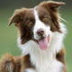 5 pasem psov, ki potrebujejo ogromno gibanja (nikoli jim ne zmanjka energije)