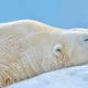 Bodo polarni medvedi preživeli globalno segrevanje ozračja?
