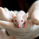CRISPR-Cas9 – genska tehnologija, ki bo (verjetno) spremenila svet